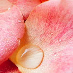 Rose Petal Powder – Natural Skin Glow Enhancer