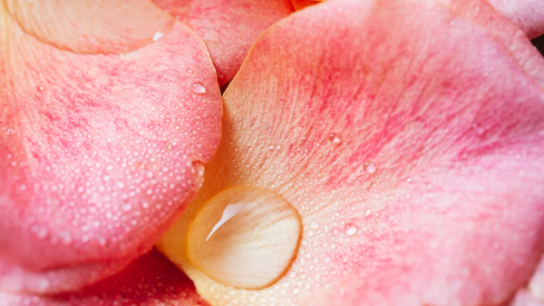 Rose Petal Powder – Natural Skin Glow Enhancer