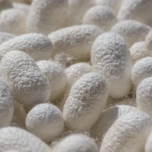 Hydrolyzed Silk Protein (Liquid Form)