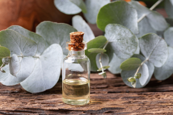 Eucalyptus Essential Oil