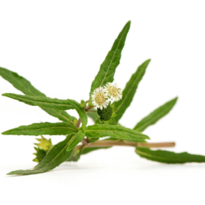 Bhringraj Extract (Oil-Soluble)