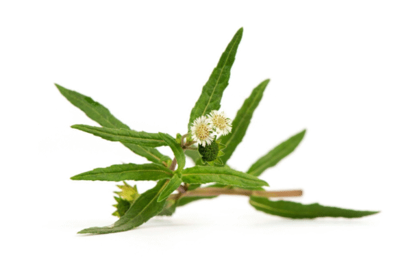 Bhringraj Extract (Oil-Soluble)