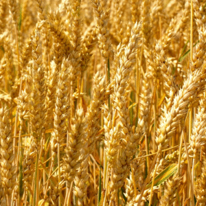 Hydrolyzed Wheat Protein (Liquid Form)