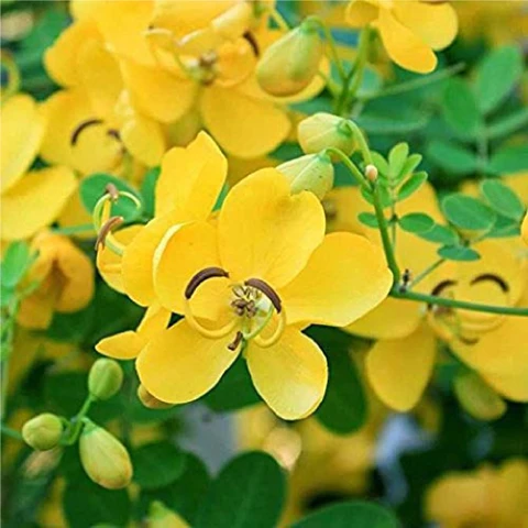 avarampoo-flower-powder-avarataki-senna-tanners-cassia-tangedu-original-imah32vdfjgtaxra Avarampoo Flower